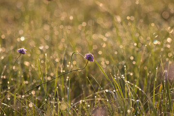 Single flowers in a large meadow Garlic angular Allium angulosum in an overlapping meadow, sunlight reflections, light reflection