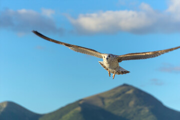 Close-up, seagull hovering over mountain landscape