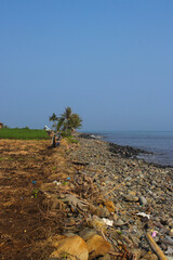 Loji beach landscape with clear blue sky, rocky beach, and coconut tree in the morning.