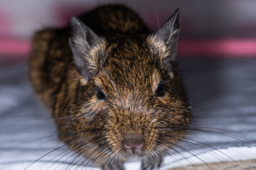 Little cute gray mouse Degu close-up. Exotic animal for domestic life. The common degu is a small hystricomorpha rodent endemic from Chile.