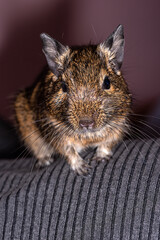 Little cute gray mouse Degu close-up. Exotic animal for domestic life. The common degu is a small hystricomorpha rodent endemic from Chile.