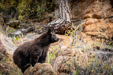 black bear on a hillside