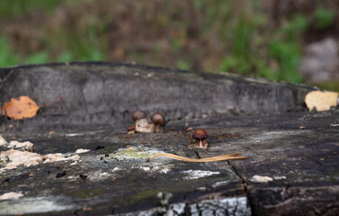 mushrooms in the woods