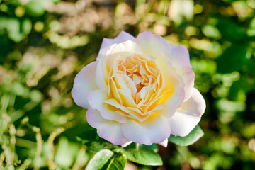 Big yellow rose flower close-up in garden