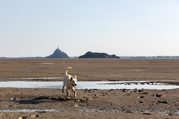 Young Puppy dog at the Beach at Le Mont-Saint-Michel on low tide, France