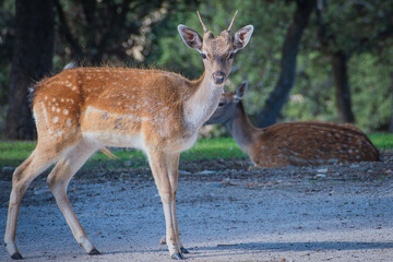 Herd of Deer in El Pardo Mount (Madrid, Spain)