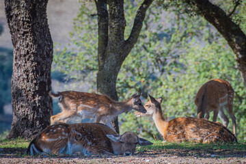 Herd of Deer in El Pardo Mount (Madrid, Spain)