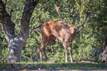 Naklejka na ściany i meble Herd of Deer in El Pardo Mount (Madrid, Spain)