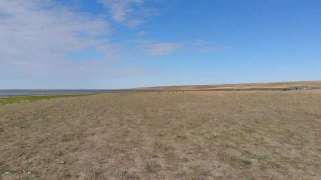 Kalmykia. Reserve. A group of cranes near the lake.