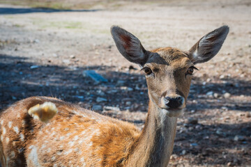 Herd of Deer in El Pardo Mount (Madrid, Spain)