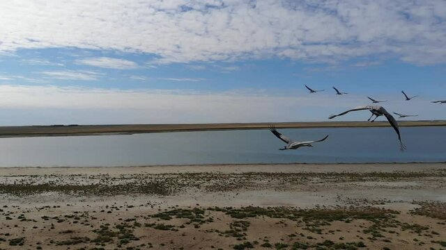 Kalmykia. Reserve. A group of cranes near the lake.