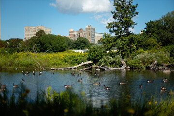 Pond in Lincoln park Chicago with yellow flowers woods and ducks