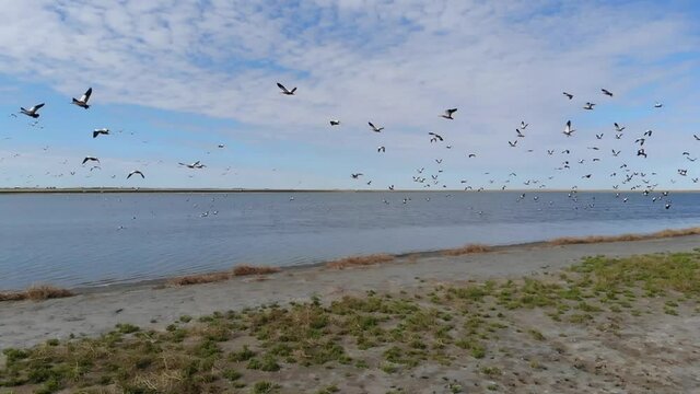 Kalmykia. Reserve. Geese on the shore of the lake.