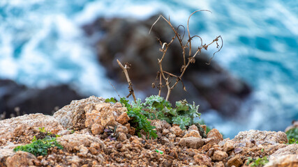 Close up of wild plants and grass on the cliff.