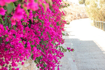 Pink flowers on the street on Symi Island near Rhodes, Greece