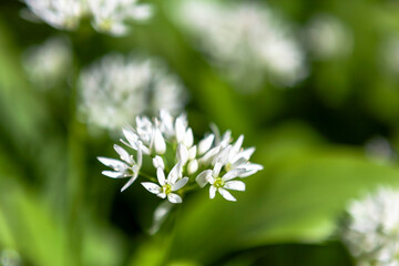 Close-up of wild garlic (Allium ursinum) flowering in Wildhams Wood, Stoughton, West Sussex, UK