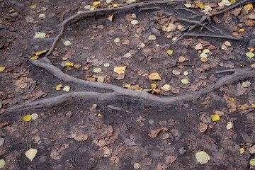 roots of a tree on the earth's surface, roots and yellow leafs, image taken from above, autumn background