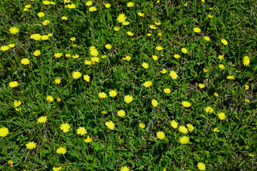 Field with a variety of wildflowers and green grass all over the frame