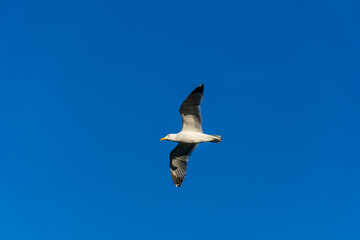 Flying seagull over the Mediterranean sea.