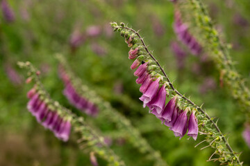 Close up of the beautiful but toxic blossoms of foxglove (Digitalis purpurea) plants, blooming purple and pink. Common foxglove is a species of flowering plant in the plantain family Plantaginaceae.
