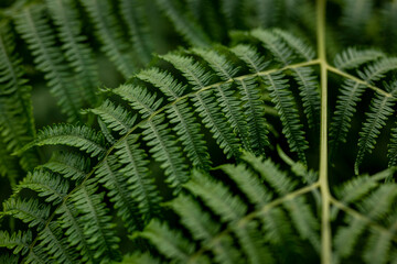 Close up of fresh green common lady fern (Athyrium filix-femina, also known as common forest fern) with fan shaped leaves. Suitable as an background for themes related to nature and sustainability.
