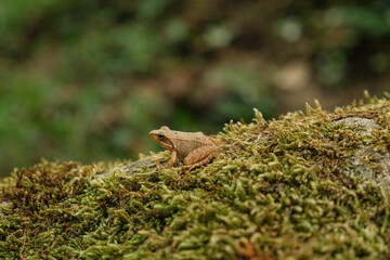 Isolated Wild frog view while resting on forest ecosystem,amphibian animals