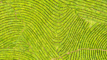 Aerial view shot from drone of green tea plantation, Top view aerial photo from flying drone of a tea plantation