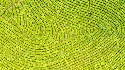 Aerial view shot from drone of green tea plantation, Top view aerial photo from flying drone of a tea plantation