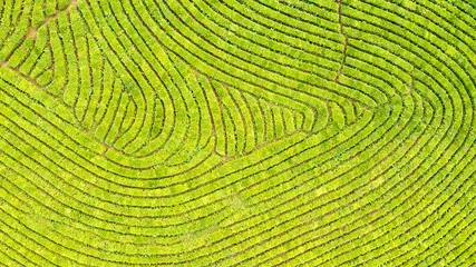 Fotobehang Aerial view shot from drone of green tea plantation, Top view aerial photo from flying drone of a tea plantation © Ivan_vislov_nadsochi