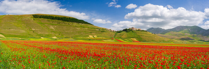 Castelluccio di Norcia highlands, Italy, blooming cultivated fields, tourist famous colourful flowering plain in the Apennines. Agriculture of lentil crops and red poppies.