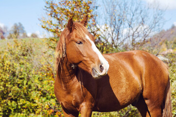 Obraz premium Brown Horse Portrait Outdoor on a Green Meadow