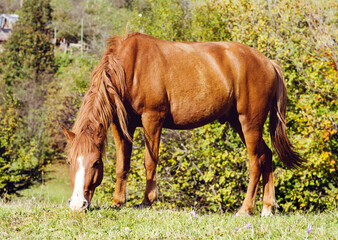 Brown Horse Portrait Outdoor on a Green Meadow