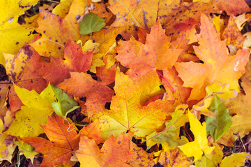 Naklejka na ściany i meble Yellow Autumn Leaves .Autumn Leaves Background