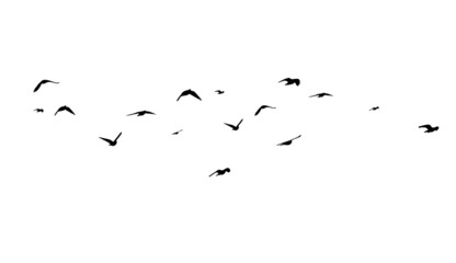 A large flock of flying birds. Free birds. Vector illustration