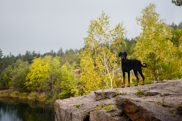 doberman on the rock