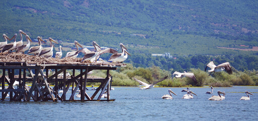 Dalmatian  Pelicans Birds at Kerkini Lake, Greece