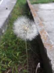 dandelion with seed