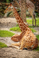 Obraz premium Safari Adventure - The call of the wild