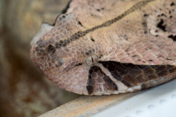 Snake detail - eyes 