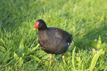 schwarzes Teichhuhn mit rotem Schnabel