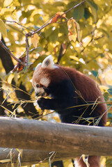Red panda from the zoo