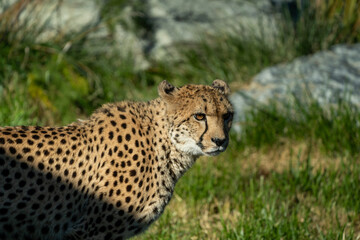 leopard in the grass