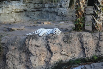a white lion sleeping in his daily rest - Powered by Adobe