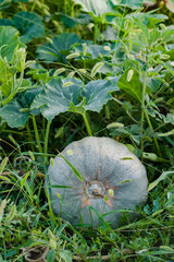 One green gourd at pumpkin patch