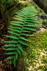 Close up of a single fern frond lying on a freshly cut tree trunk overgrown with moss