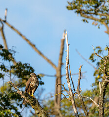 Mäusebussard auf der Lauer
