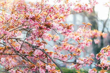 Beautiful blooming sakura in spring time on sunset. Selective soft focus.