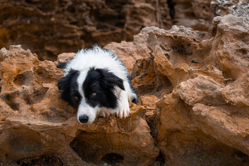 border collie dog lying on the rock
