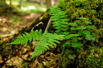Naklejka na ściany i meble Fern and clover plants growing on foot of a moss-covered tree in the forest, Teutoburg Forest, Germany