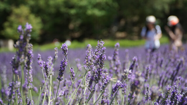 Abbaye Notre-Dame de S&eacute;nanque
and lavender fields in Gordes, France.